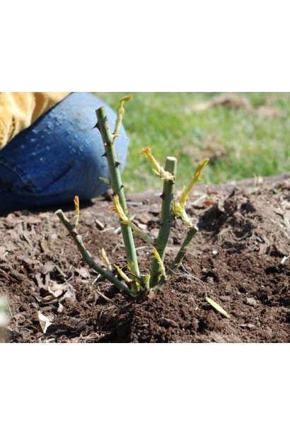 Троянда мускусна Дінкі - посадка у відкритий грунт 